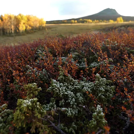 Harahorn Fjellgard * Grøndalen